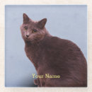 Recherche de chat minou de dessous de verres Chaton