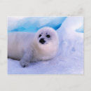 Recherche de hareng cartes postales Mignon