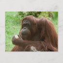 Recherche de yeux doux cartes postales Animal
