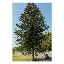 Recherche de énigmes posters Arbre