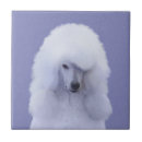 Recherche de caniches carreaux Caniche blanc