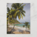Recherche de playas cartes postales Palmier