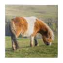 Recherche de poney carreaux Équin