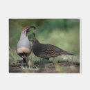 Recherche de cailles Arizona