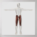 Recherche de jambe humaine posters Debout