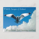 Recherche de oiseaux en vol cartes postales Nuages