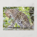 Recherche de chat léopard cartes postales Faune