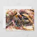 Recherche de algue cartes postales Plage