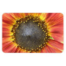 Recherche de tournesol rouge magnets Fleurs