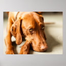 Recherche de magyar posters Vizsla