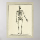 Recherche de human skeleton posters Vintage
