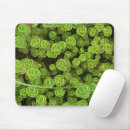Recherche de sedum tapis souris Fleur