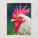 Recherche de coqs cartes postales Volaille