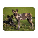 Recherche de tanzanie magnets Animaux sauvages