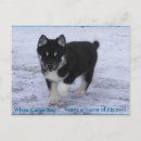 Recherche de huskies cartes postales Chiot