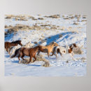 Recherche de troupeaux posters Hiver
