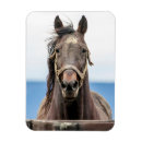 Recherche de portrait de cheval magnets Couleur