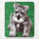 Recherche de schnauzer miniature tapis souris Chiot