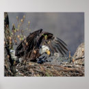 Recherche de oiseau américain posters Rapace