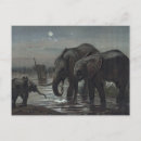 Recherche de woolf cartes postales Vintage