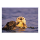 Recherche de loutre mignonne posters Animal