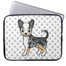 Recherche de merle mignon Chihuahua