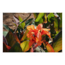 Recherche de orange de fleur posters Plante