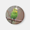 Recherche de perroquet vert magnets Perruche