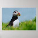Recherche de petit pingouin posters Oiseau