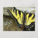 Recherche de machaon cartes postales Tigre
