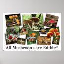 Recherche de champignon comestible posters Nature
