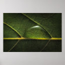 Recherche de gouttelette art Nature