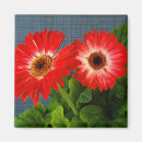 Recherche de gerbera magnets Rouge