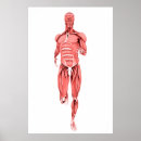 Recherche de musculaire posters Bras