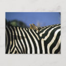 Recherche de factures cartes postales Animal