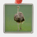 Recherche de autruche ornements Pour tous