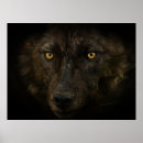 Recherche de visage de loup posters Animal sauvage