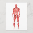Recherche de système musculaire cartes postales Médical