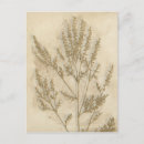 Recherche de doré cartes postales Botanique