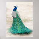 Recherche de peacock posters Animal