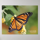 Recherche de monarch butterfly posters Nature
