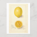 Recherche de illustrations botaniques Fruit