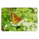 Recherche de papillon orange magnets Ailes