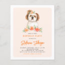 Recherche de shih Mignon