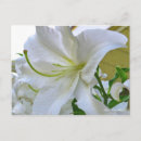 Recherche de lilium cartes postales Blanc