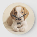 Recherche de chiot beagle horloges Chien