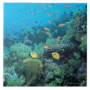 Recherche de récif carreaux Nature