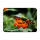 Recherche de butterflys magnets Animal