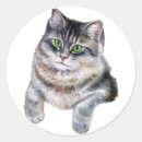 Recherche de chat aux yeux verts autocollants Chaton