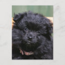 Recherche de spitz nain cartes postales Chiot